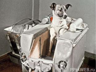 Прежде чем человек полетел в космос, там побывали животные. 3 ноября 1957 года -