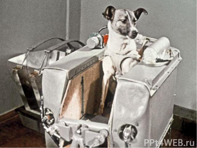 Прежде чем человек полетел в космос, там побывали животные. 3 ноября 1957 года - запущен второй искусственный спутник, в его кабине была собака Лайка. В то время люди ещё очень мало знали о космосе, а космические аппараты ещё не умели возвращать с о…