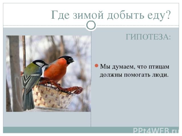 Где зимой добыть еду? ГИПОТЕЗА: Мы думаем, что птицам должны помогать люди.