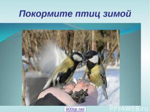Покормите птиц зимой 900igr.net