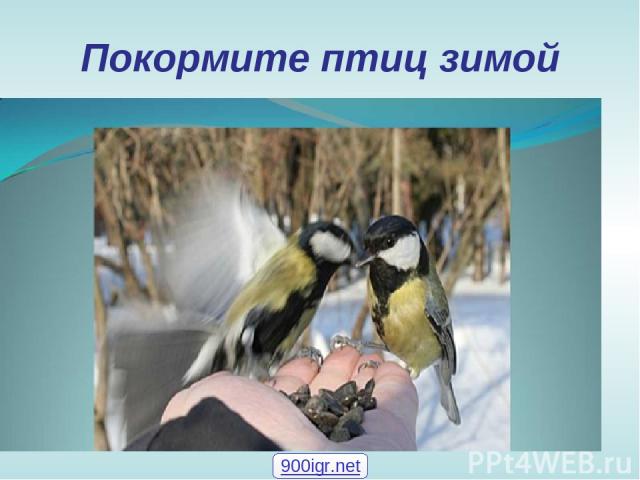 Покормите птиц зимой 900igr.net