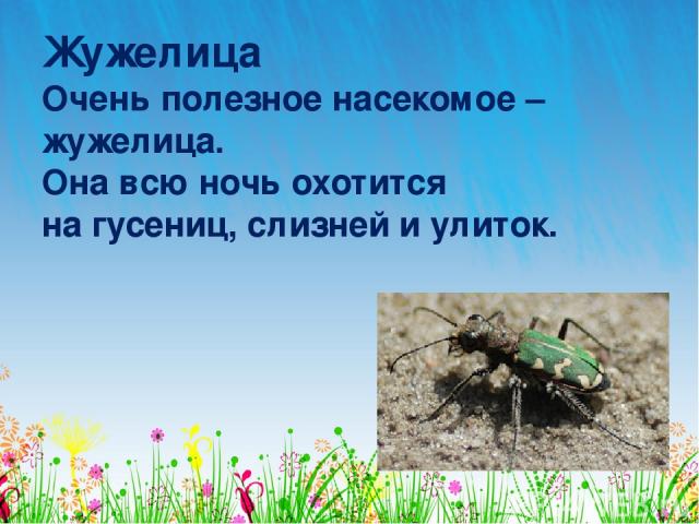 Жужелица Очень полезное насекомое – жужелица. Она всю ночь охотится на гусениц, слизней и улиток.