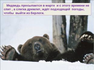 Медведь просыпается в марте и с этого времени не спит , а слегка дремлет, ждёт п
