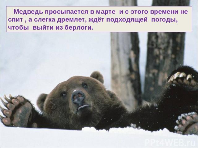 Медведь просыпается в марте и с этого времени не спит , а слегка дремлет, ждёт подходящей погоды, чтобы выйти из берлоги.