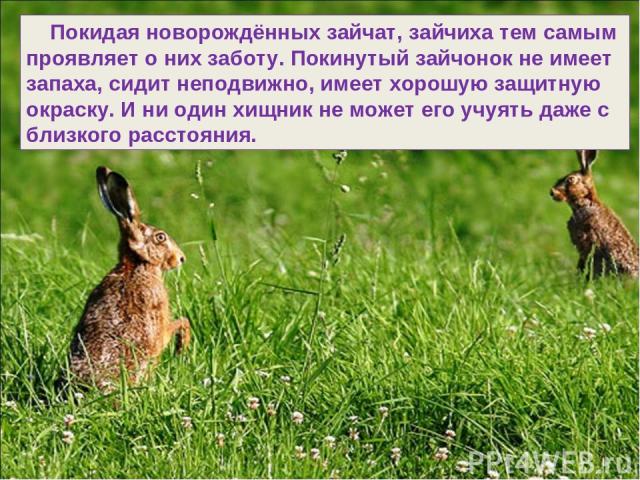 Покидая новорождённых зайчат, зайчиха тем самым проявляет о них заботу. Покинутый зайчонок не имеет запаха, сидит неподвижно, имеет хорошую защитную окраску. И ни один хищник не может его учуять даже с близкого расстояния.