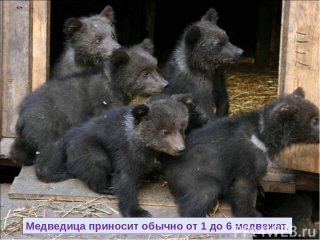 Медведица приносит обычно от 1 до 6 медвежат.