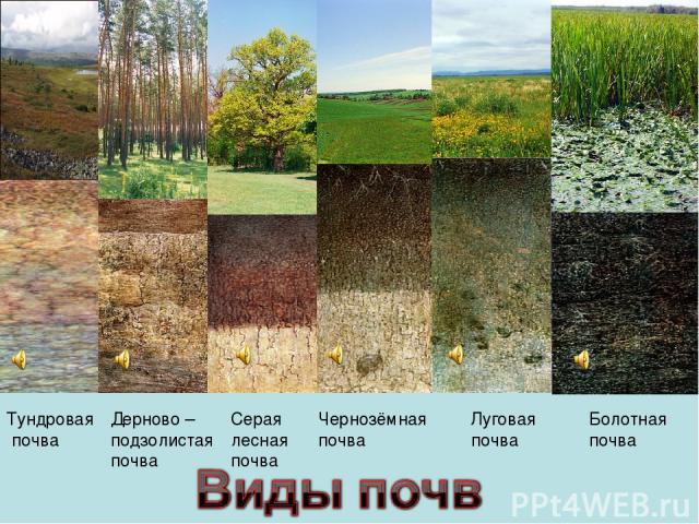 Дерново – подзолистая почва Серая лесная почва Чернозёмная почва Луговая почва Болотная почва Тундровая почва