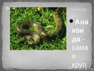 Анаконда Анаконда - самая крупная в мире змея, населяющая непроходимые джунгли и
