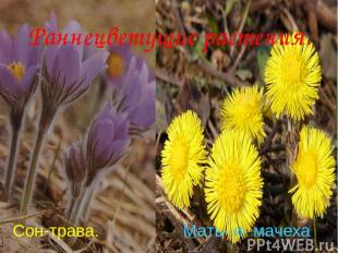 Анатольева Э.В. Раннецветущие растения. Сон-трава. Мать- и- мачеха Анатольева Э.