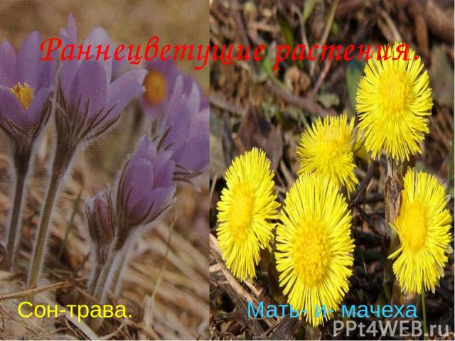 Анатольева Э.В. Раннецветущие растения. Сон-трава. Мать- и- мачеха Анатольева Э.В.