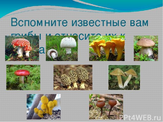 Вспомните известные вам грибы и отнесите их к группам: