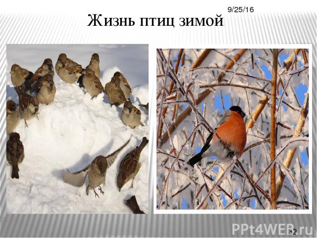Жизнь птиц зимой.