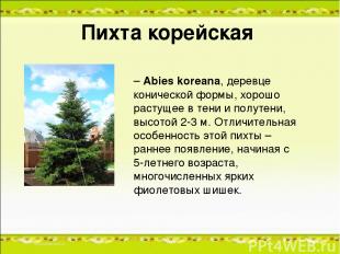 Пихта корейская – Abies koreana, деревце конической формы, хорошо растущее в тен