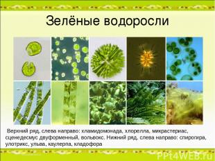 Зелёные водоросли Верхний ряд, слева направо: хламидомонада, хлорелла, микрастер