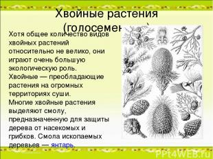 Хвойные растения (голосеменные) Хотя общее количество видов хвойных растений отн