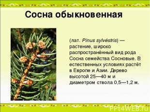Сосна обыкнове нная (лат. Pínus sylvéstris) — растение, широко распространённый