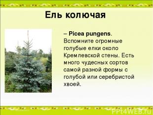 Ель колючая – Picea pungens. Вспомните огромные голубые елки около Кремлевской с