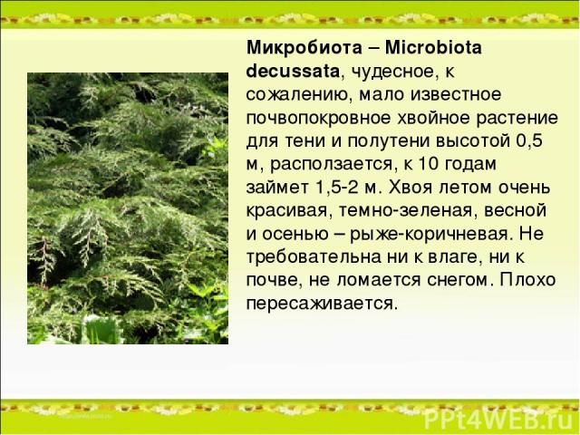 Микробиота – Microbiota decussata, чудесное, к сожалению, мало известное почвопокровное хвойное растение для тени и полутени высотой 0,5 м, расползается, к 10 годам займет 1,5-2 м. Хвоя летом очень красивая, темно-зеленая, весной и осенью – рыже-кор…