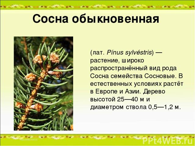Сосна обыкнове нная (лат. Pínus sylvéstris) — растение, широко распространённый вид рода Сосна семейства Сосновые. В естественных условиях растёт в Европе и Азии. Дерево высотой 25—40 м и диаметром ствола 0,5—1,2 м.