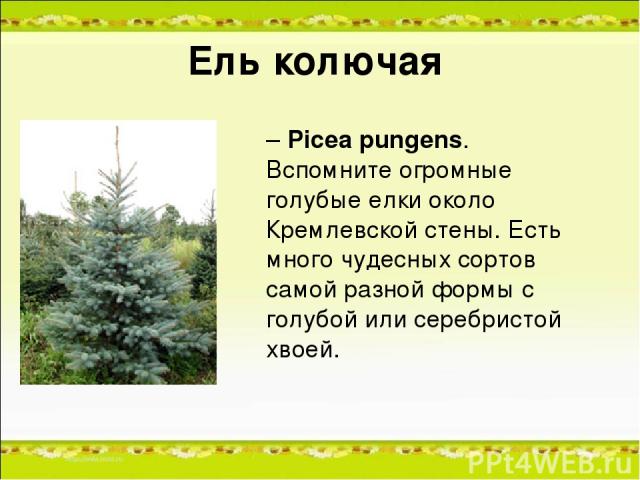 Ель колючая – Picea pungens. Вспомните огромные голубые елки около Кремлевской стены. Есть много чудесных сортов самой разной формы с голубой или серебристой хвоей.