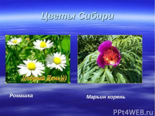 Цветы Сибири Марьин корень Ромашка