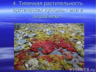 4. Типичная растительность арктических пустынь - мхи и лишайники.