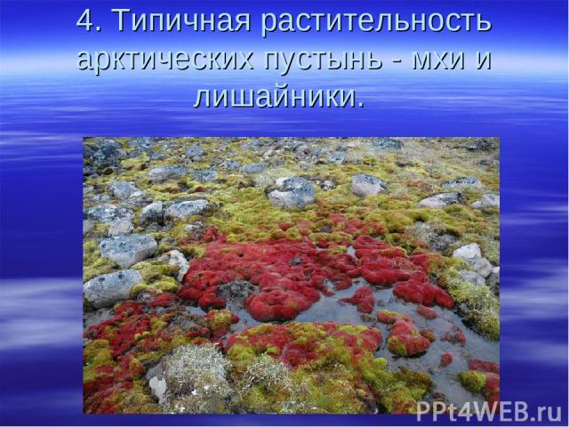 4. Типичная растительность арктических пустынь - мхи и лишайники.