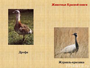 Животные Красной книги Дрофа Журавль-красавка