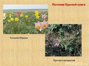 Растения Красной книги Тюльпан Шренка Прострел раскрытый
