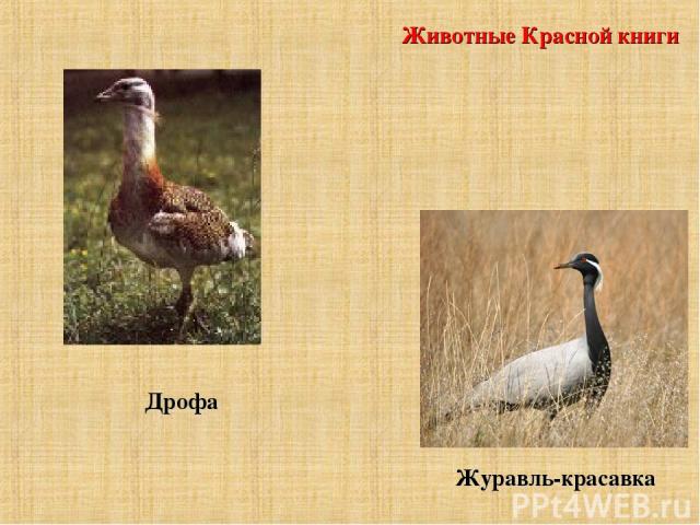 Животные Красной книги Дрофа Журавль-красавка