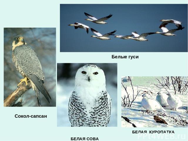 Сокол-сапсан БЕЛАЯ КУРОПАТКА БЕЛАЯ СОВА Белые гуси