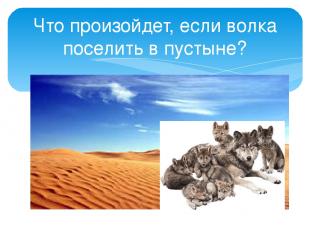 Что произойдет, если волка поселить в пустыне?