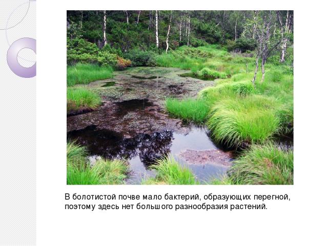 В болотистой почве мало бактерий, образующих перегной, поэтому здесь нет большого разнообразия растений.