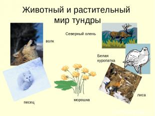 Животный и растительный мир тундры волк песец морошка лиса Белая куропатка Север