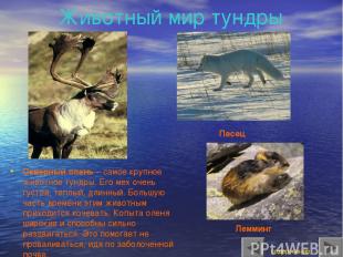 Животный мир тундры Северный олень – самое крупное животное тундры. Его мех очен