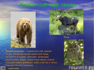 Животный мир лесов Бурый медведь – самый могучий хищник лесов. Медведи кроме жив