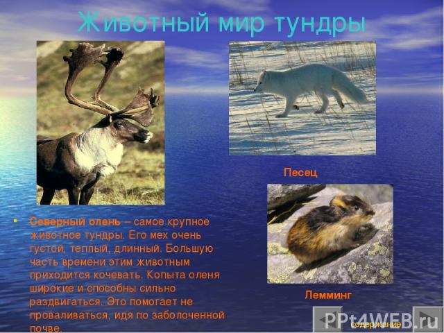 Животный мир тундры Северный олень – самое крупное животное тундры. Его мех очень густой, теплый, длинный. Большую часть времени этим животным приходится кочевать. Копыта оленя широкие и способны сильно раздвигаться. Это помогает не проваливаться, и…