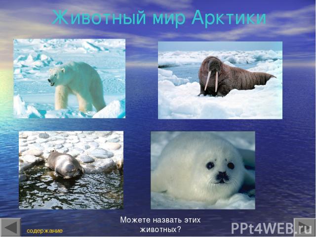 Животный мир Арктики содержание Можете назвать этих животных?