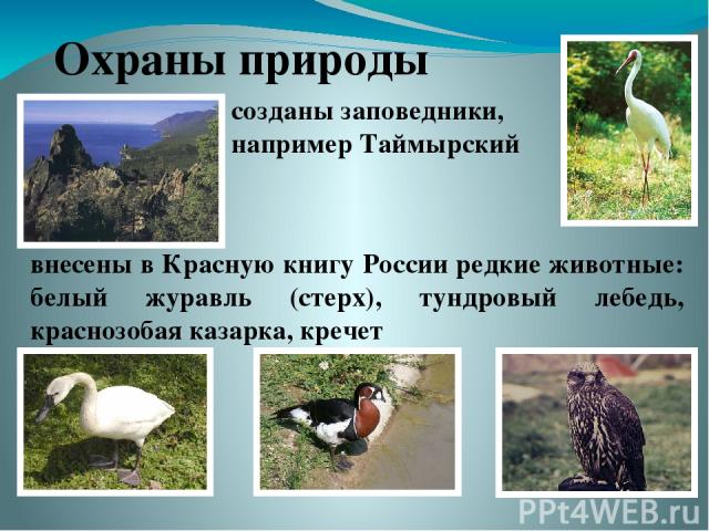 Охраны природы внесены в Красную книгу России редкие животные: белый журавль (стерх), тундровый лебедь, краснозобая казарка, кречет созданы заповедники, например Таймырский