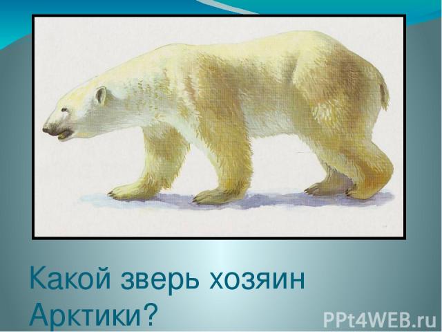 Какой зверь хозяин Арктики?