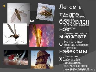 Летом в тундре бесчисленное множество насекомых: Комаров, мошек, слепней. Они ту