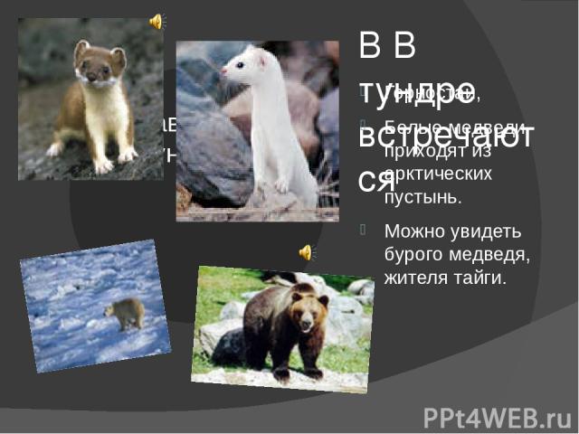 В В тундре встречаются Горностаи, Белые медведи приходят из арктических пустынь. Можно увидеть бурого медведя, жителя тайги.