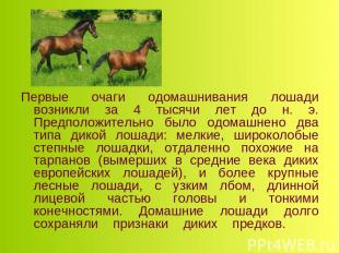 Первые очаги одомашнивания лошади возникли за 4 тысячи лет до н. э. Предположите