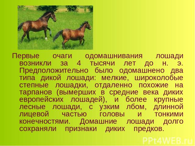 Первые очаги одомашнивания лошади возникли за 4 тысячи лет до н. э. Предположительно было одомашнено два типа дикой лошади: мелкие, широколобые степные лошадки, отдаленно похожие на тарпанов (вымерших в средние века диких европейских лошадей), и бол…