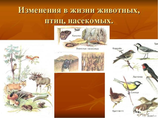 Изменения в жизни животных, птиц, насекомых.
