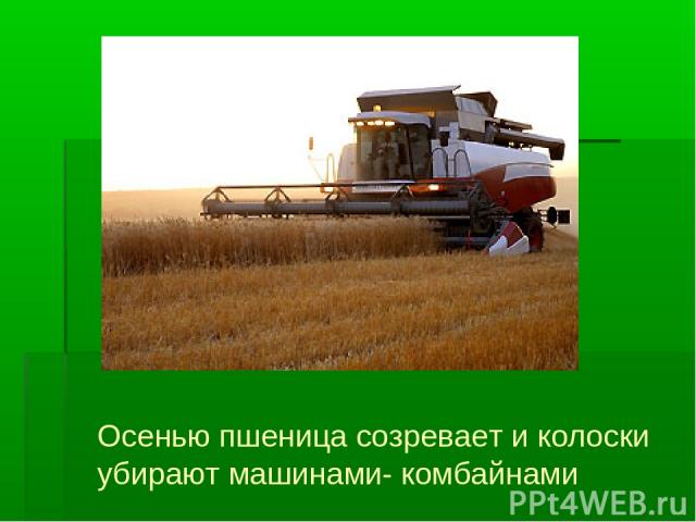 Осенью пшеница созревает и колоски убирают машинами- комбайнами