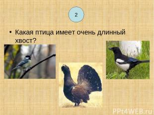 2 Какая птица имеет очень длинный хвост? 2