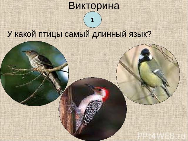 Викторина У какой птицы самый длинный язык? 1