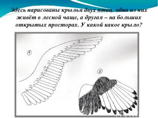 Здесь нарисованы крылья двух птиц. одна из них живёт в лесной чаще, а другая – н
