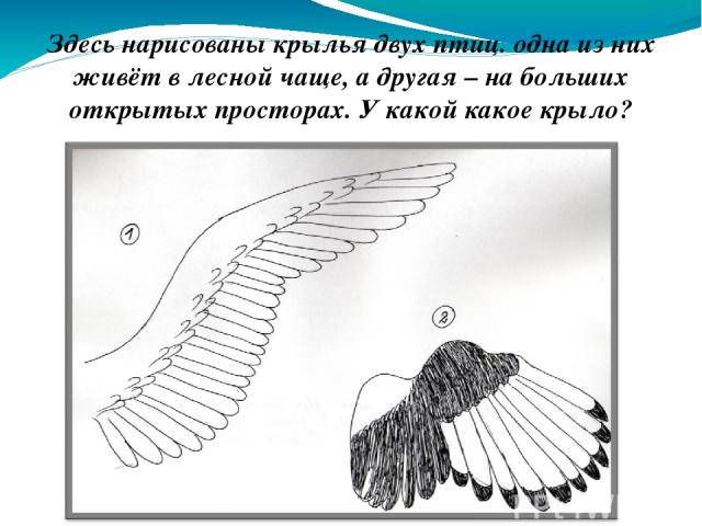 Здесь нарисованы крылья двух птиц. одна из них живёт в лесной чаще, а другая – на больших открытых просторах. У какой какое крыло?